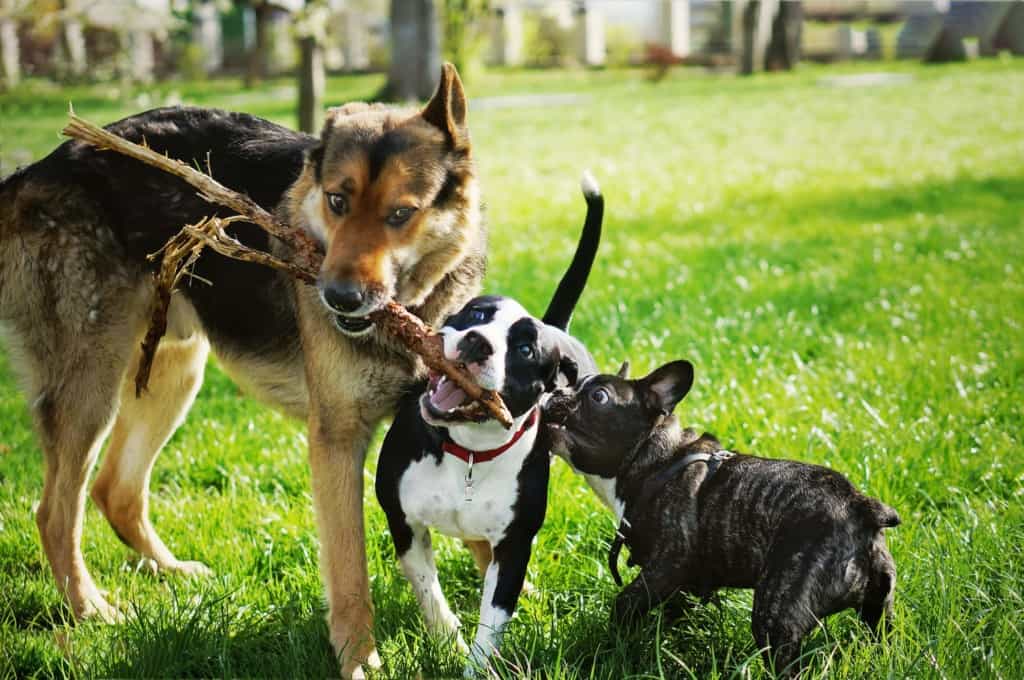 FIDO Field at Cummings Family Park: Where joy and freedom unite for dogs of all sizes.